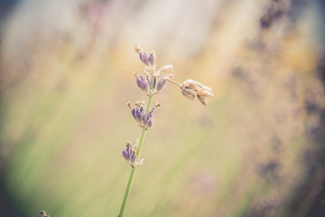 Blurred and soft focus Retro Toned lavender flower nature background