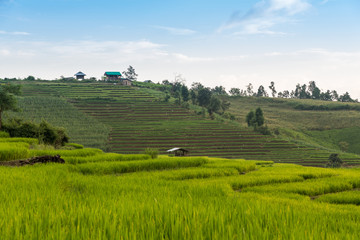 Rice terraces