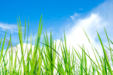 Green Grass with blue sky, green grass and beautiful sky on summer season, Frame of green grass and blue sky