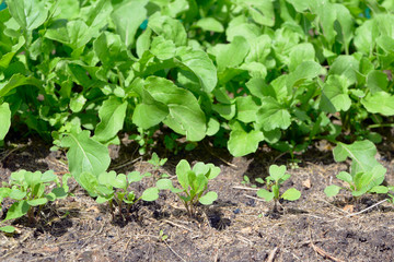 Young arugula grows