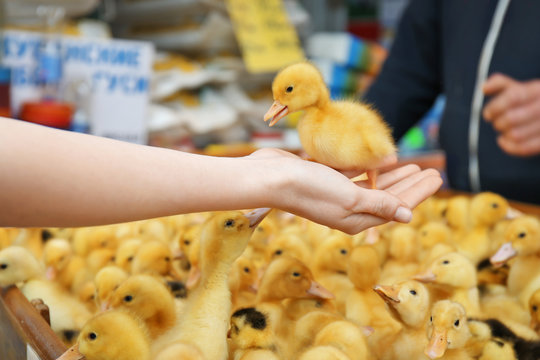Woman holding little cute duckling in incubator