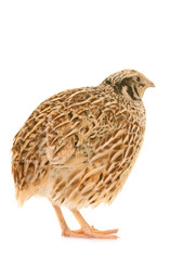 japanese quail in studio