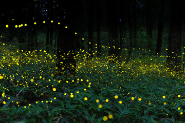 Many fireflies flying in the forest