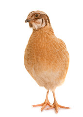 japanese quail in studio