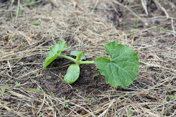 Young zucchini bud
