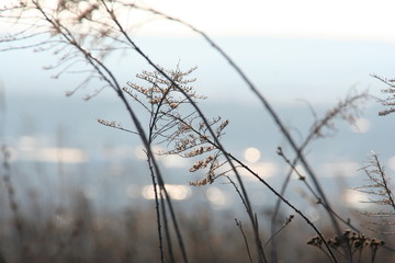 NATURE SKY TREE