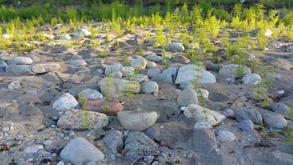 Background with sand, stones and plants