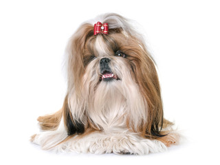 shihtzu in studio