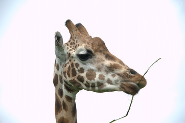 Giraffe beim fressen