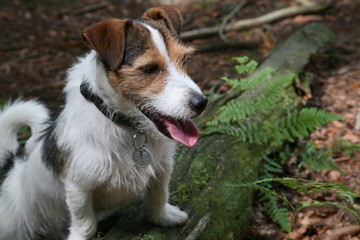 jack russell terrier in forest