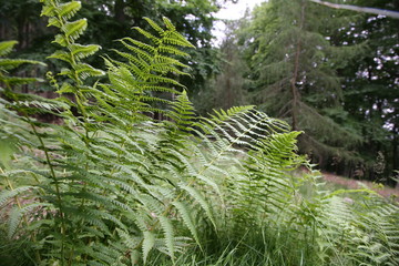 fern in forest