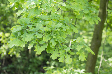 Dark leaves of oak on branches.