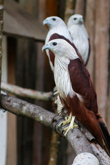 Brahminy Kite That Flying Predators and powerful hawk