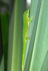 Madagaskar Taggeko