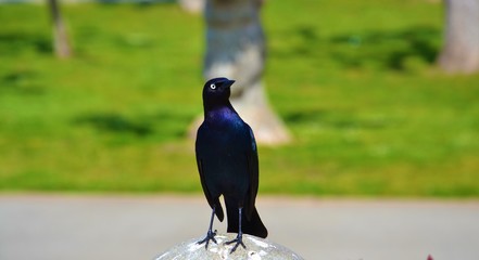 Black bird