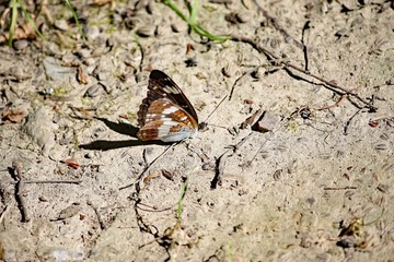 Papillon posé sur un sol asséché