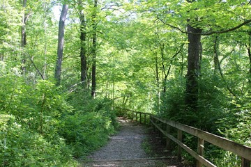 Obraz premium The nature trail going down hill near the fence.