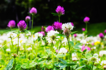 Clover flowers. Natural floral background.Selective focus.