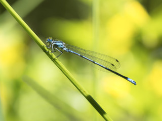 Eine blaue Libelle sitzt auf einen Grashalm vor gelben Hintergrund.