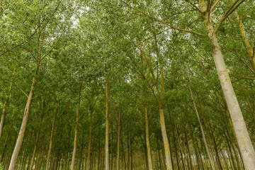 Obraz premium Natural landscape in Zamartze in navarra, spain