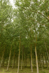 Natural landscape in Zamartze in navarra, spain