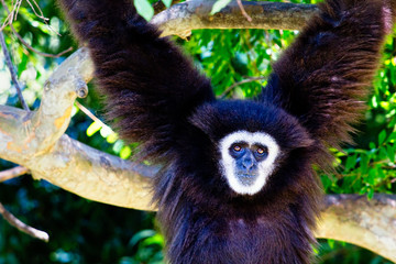 Siamang Monkey in a Tree