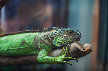 Closeup portrait of iguana