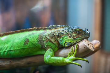 Closeup portrait of iguana