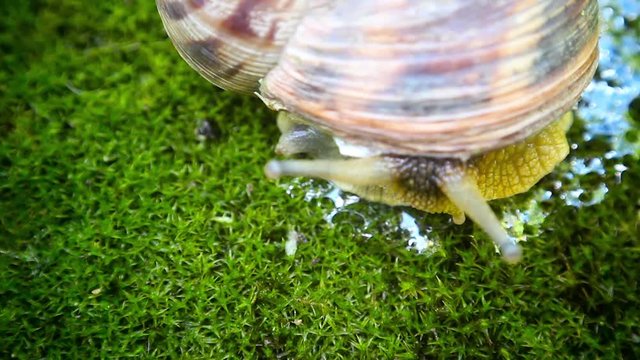 A spiderweb stuck to the cochlea. Snail's slime is brilliant overflowing in the sun, against the background of green moss.