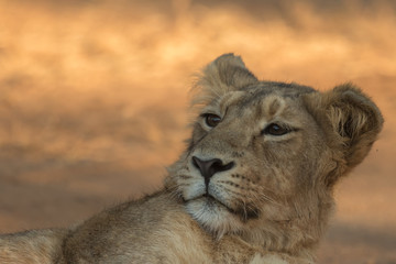 Fototapeta na wymiar Lion Cub from Gir National Park & Sanctuary Sasan Gir Gujarat India