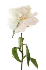 Beautiful peony flower on white background