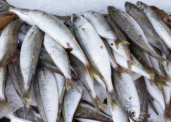 fresh catch of seabream on mediterranean market