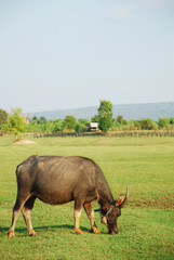Buffalo eating the grass in green meadow. Copy space
