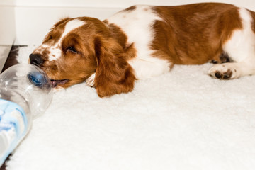 English Springer Spaniel puppy playing