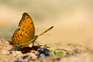 Beautiful Common Yeoman (Cirrochroa tyche) on orange background