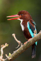White Throated Kingfisher Portrait from Pondicherry
