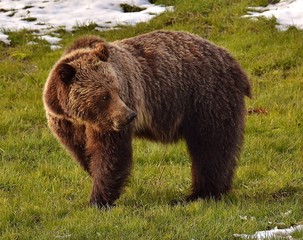 Obraz premium Grizzly bear Yellowstone national park