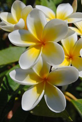 Obraz premium Plumeria rubra