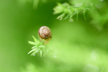 Snail on green leaf with drop after rain