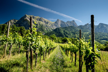 Fototapeta na wymiar rows of vines growing in a vineyard underneath the blue sky and impressive mountains of the Swiss Alps