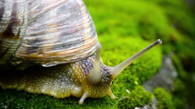 The snail with horns crawls along the green moss-covered stone and slowly moves the horns, and the little spider crawls behind