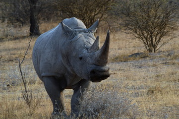 nashorn weiss
