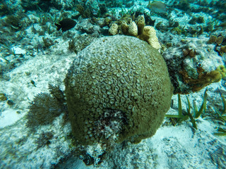 EL MECO SNORKEL IN ISLA MUERES 8