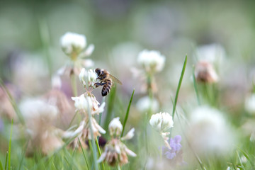 Bee collects honey on a clover blossom