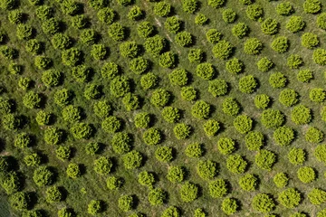 Wandcirkels plexiglas luchtfoto van de boomgaard © mariusz szczygieł