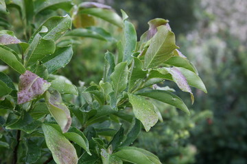 raindrops on leaves