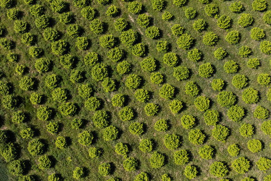 aerial view of the orchard