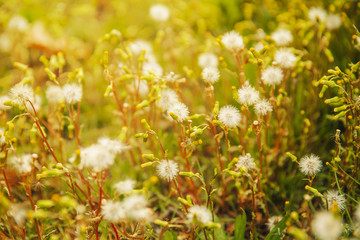 Fototapeta premium background from flowered salsify. blossoming meadow