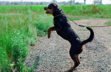 angry dog Rottweiler on hind legs