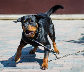 angry dog Rottweiler